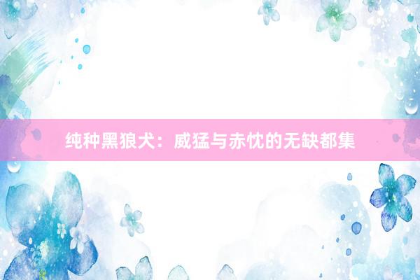 纯种黑狼犬：威猛与赤忱的无缺都集